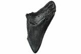 Partial, Fossil Megalodon Tooth - South Carolina #307296-1